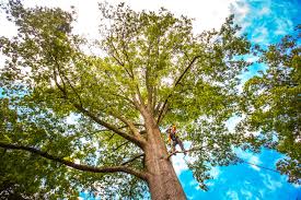 Best Tree and Shrub Care  in North Redington Beach, FL