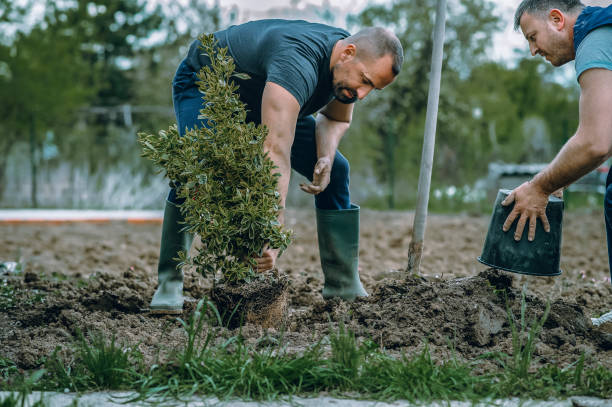 North Redington Beach, FL Tree Removal Company