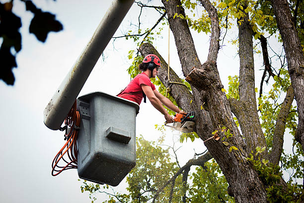 How Our Tree Care Process Works  in  North Redington Beach, FL