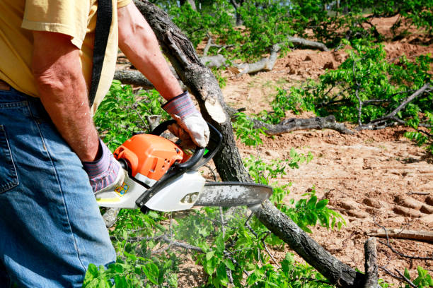 Best Emergency Tree Removal  in North Redington Beach, FL